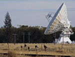 Kangaroos and an ATCA antenna