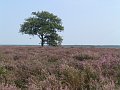 The blooming heath in summer