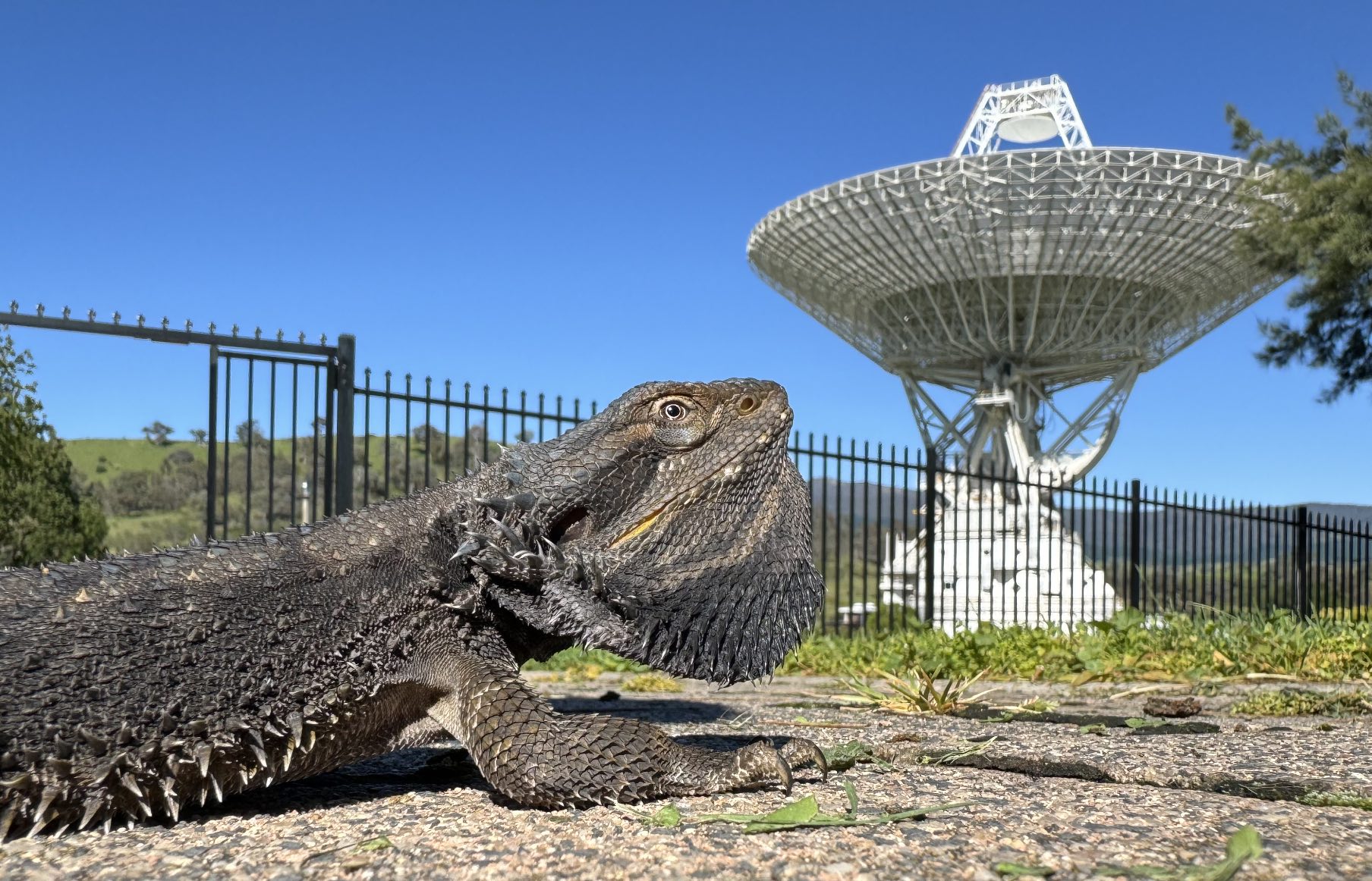 An Eastern Bearded Dragon sunning itself with the Tidbinbilla 70m antenna in the background.