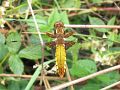 The Broad-bodied Chaser