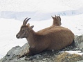 The Alpine Ibex