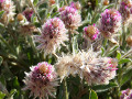 Murchison wildflowers
