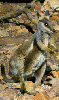 Wallaby in the Wild.